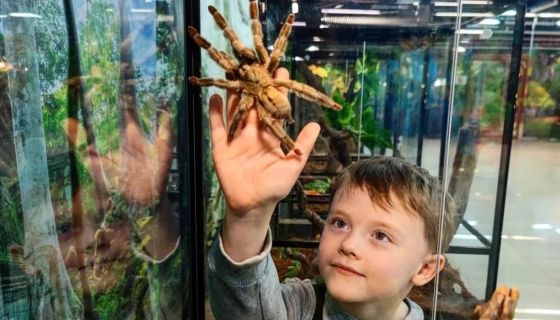 Выставка пауков, рептилий и древних ископаемых