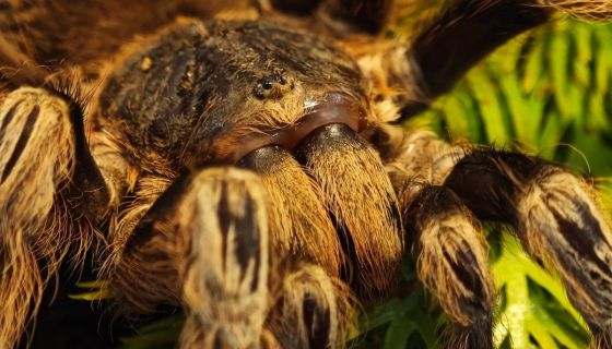 Выставка пауков, рептилий и древних ископаемых