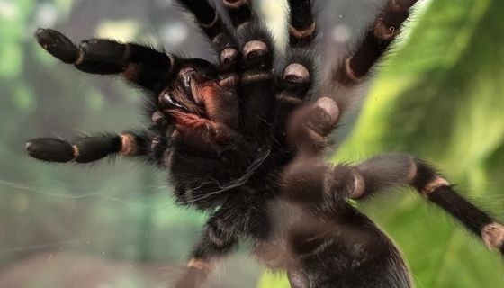 Выставка пауков, рептилий и древних ископаемых