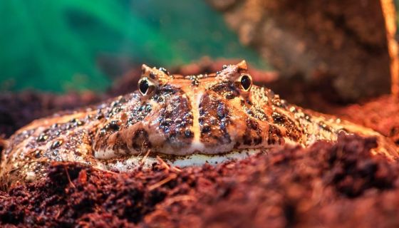 Выставка пауков, рептилий и древних ископаемых