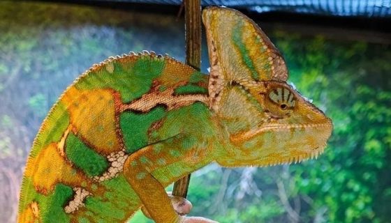 Выставка пауков, рептилий и древних ископаемых