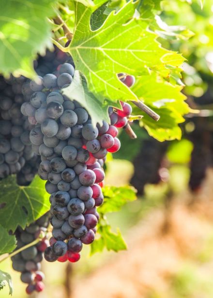 Волга-Дон вин фест