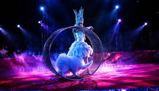 Цирк-шапито «Циркуслэнд». Шоу «Хищник и принцесса цирка», Камышин