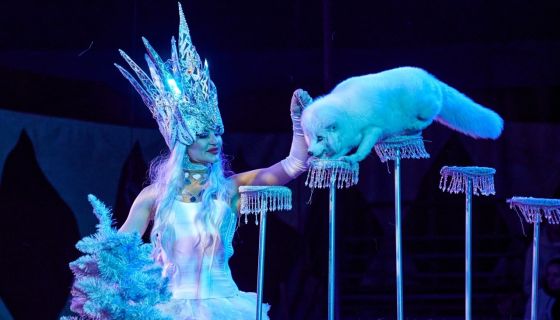 Цирк-шапито «Циркуслэнд». Шоу «Хищник и принцесса цирка», Волжский