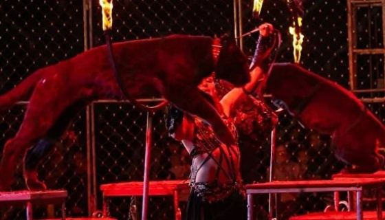 Цирк-шапито «Циркуслэнд». Шоу «Хищник и принцесса цирка», Волжский